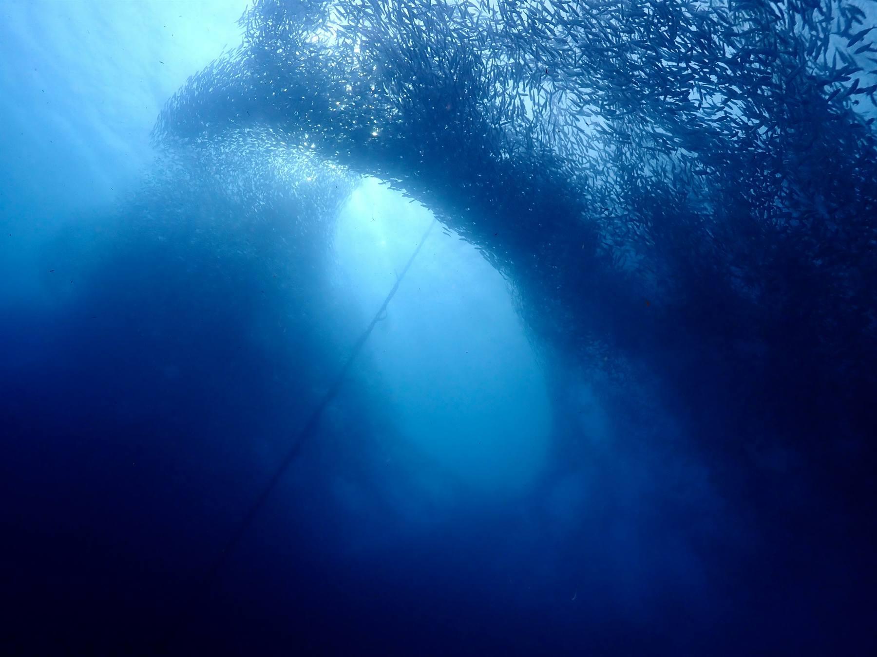 Dense school of sardines forming a swirling ball underwater at Moalboal, Cebu
