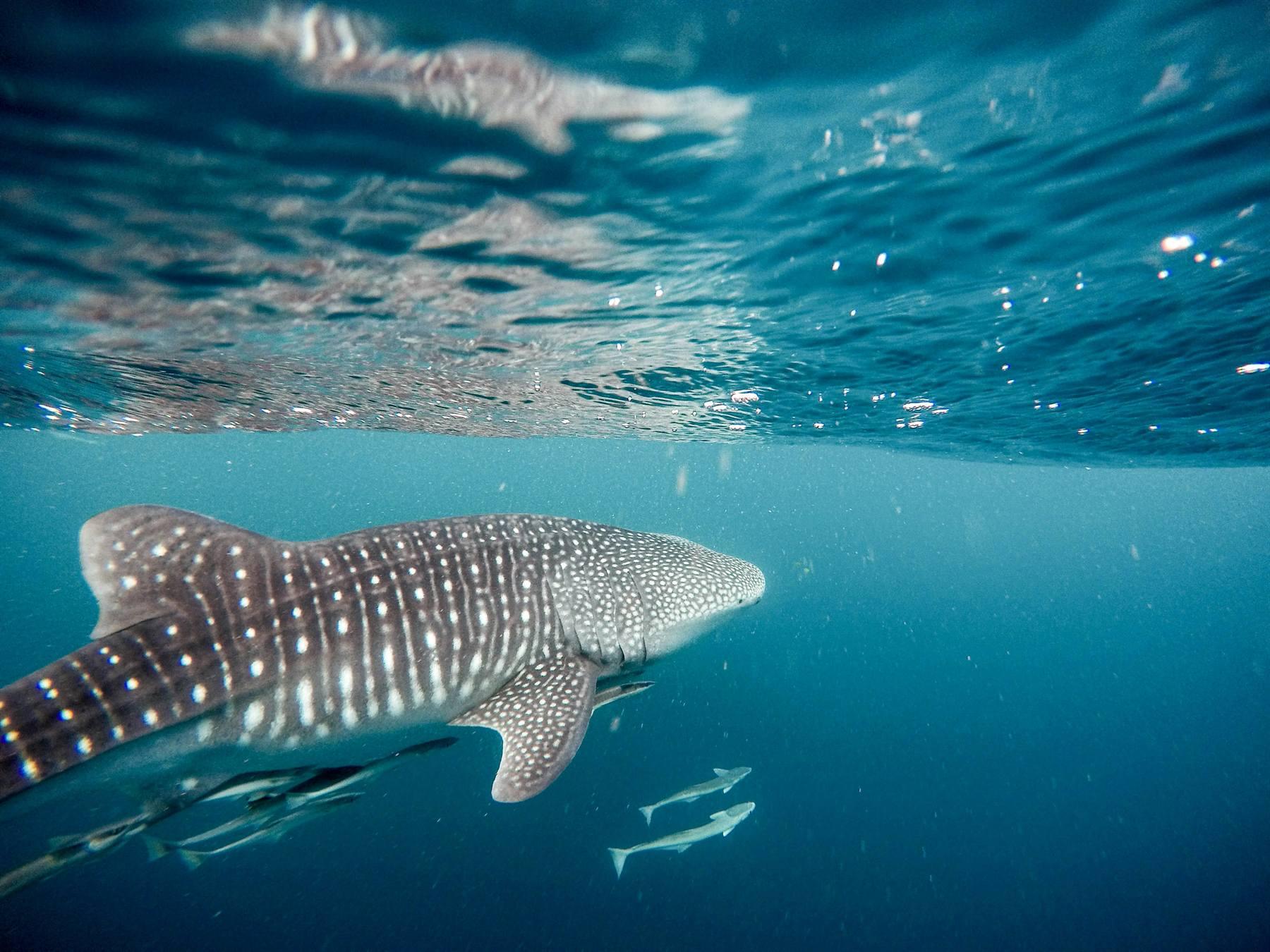 Whale shark encounter in Oslob, Cebu