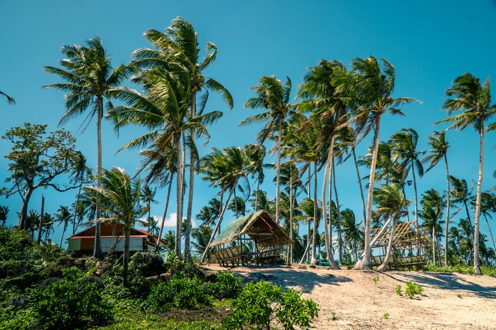 Palm-lined beach scene in Pacifico, Siargao